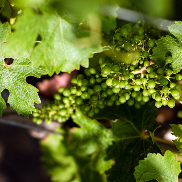 Chateau Ferriere - Vigne
