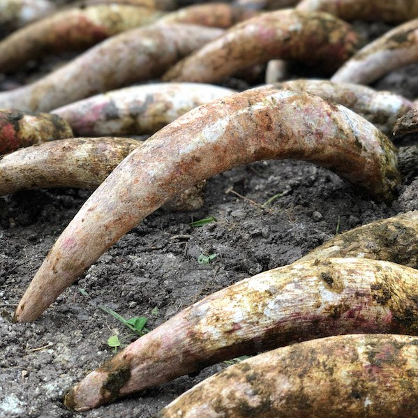 Chateau Ferriere - Biodynamie