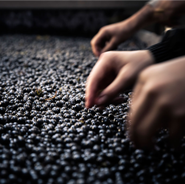Chateau Ferriere - Raisins