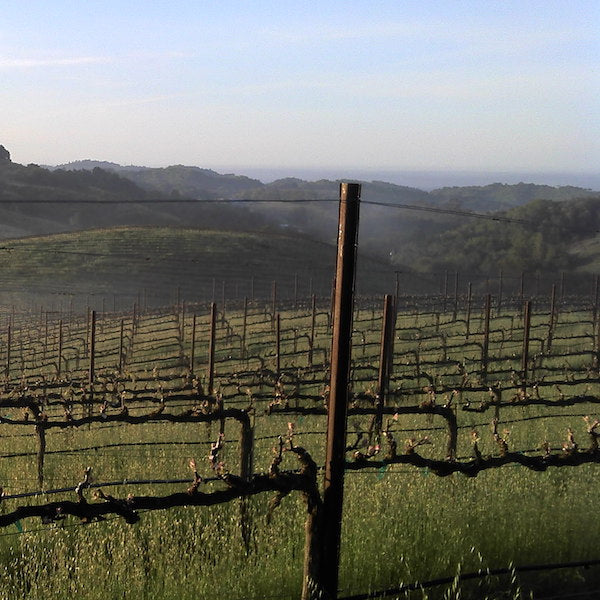 Trinite Estate - vignes