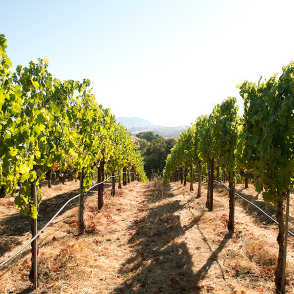 Trinite Estate - Vignes